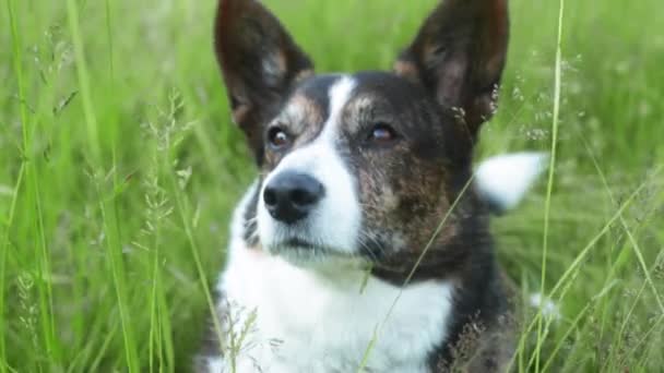 Портрет взрослого корги кардиган-пса на открытом воздухе на траве — стоковое видео