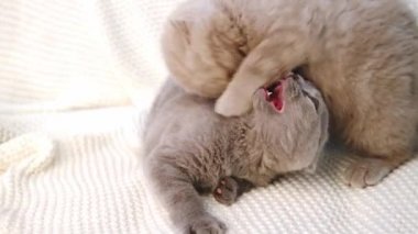 Isırık, kavga, saldırı, kanepede oynamak. Eğlenceli, Aktif Evcil Hayvanlar. İngiliz Evcil Kedileri. Evcil hayvan oyunları. Yavaş çekim