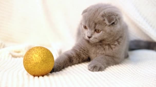 Маленька мила сіра кошеня грає з новорічною прикрасою золотим м'ячем. Забавна тварина 4K — стокове відео