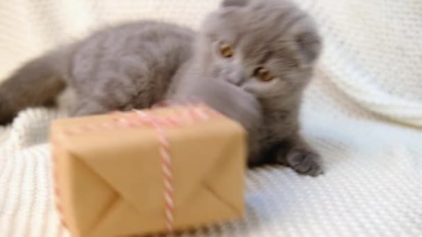 Schattig grijs liittle kitten spelen met geschenkdoos kerstversiering, slow motion. speelse vouw kat op een gebreide deken speelt met een doos — Stockvideo