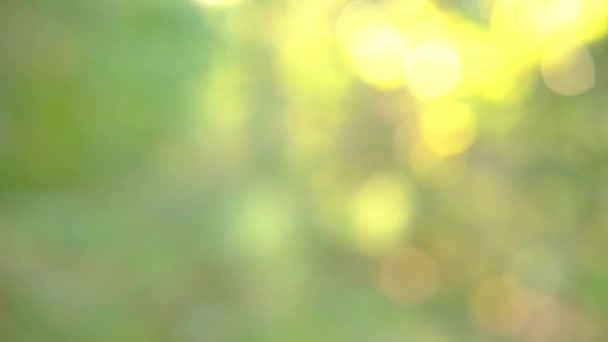 Piękne abstrakcyjne słoneczne rozmyte organiczne zielone żywe naturalne wideo bokeh abstrakcyjne tło. Rozproszone liście drzew i delikatny zachód słońca przezroczyste przez gałęzie. charakter letni lub wiosenny — Wideo stockowe