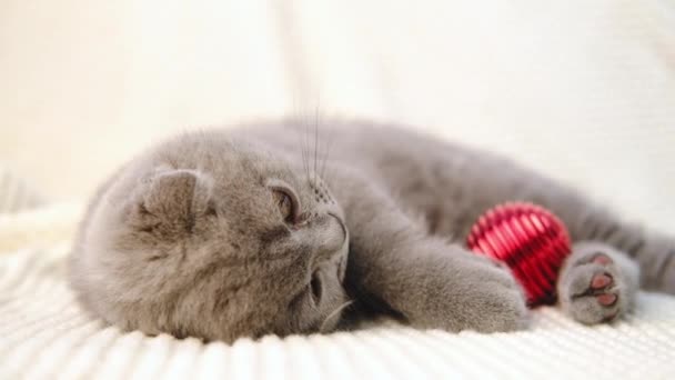 Pequeño gatito gris lindo juega con la decoración de Navidad bola roja. Divertido animal 4K — Vídeo de stock