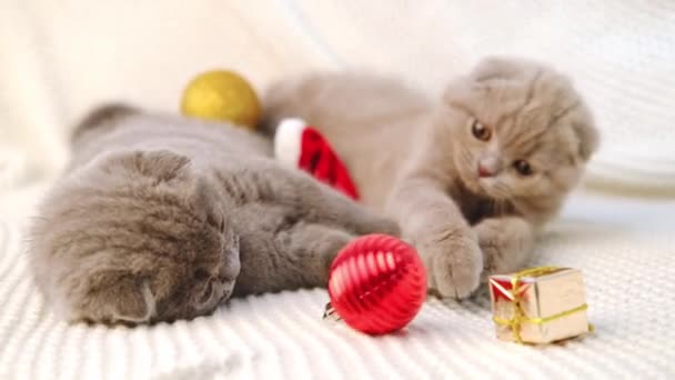 Dois gatinhos de dobra escocesa jazem na cama em um cobertor de malha e brincam com decorações de Natal — Vídeo de Stock