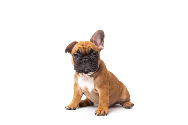 Cute funny ginger french bulldog puppy sitting isolated on white background looking at the camera with place for text and copy space. funny animals concept — Fotografia de Stock