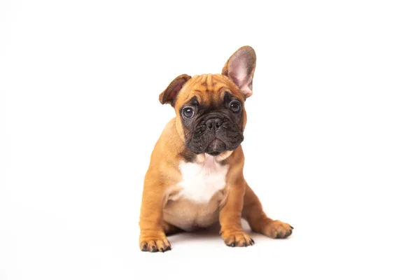 Cute funny ginger french bulldog puppy sitting isolated on white background looking at the camera with place for text and copy space. funny animals concept — Fotografia de Stock