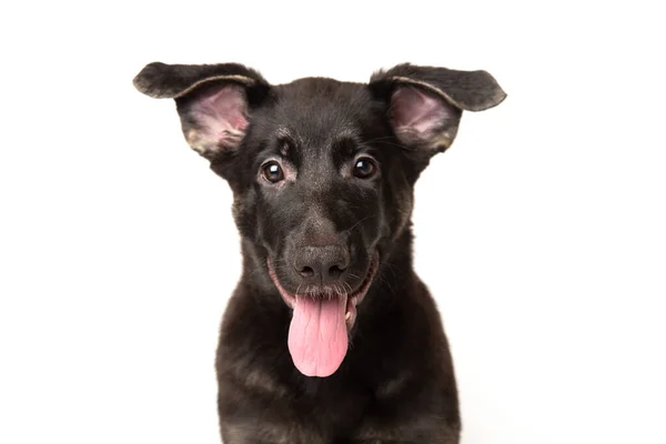 Primo piano ritratto cane pastore tedesco cucciolo. carino cane studio girato su isolato sfondo bianco. — Foto Stock