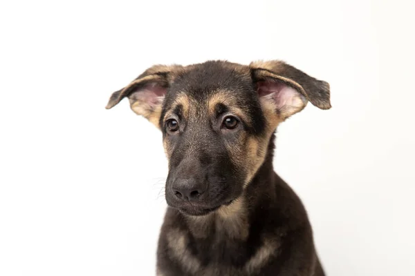 Close-up portrait german shepherd dog puppy. cute dog studio shot on isolated white background. — Stock Photo, Image