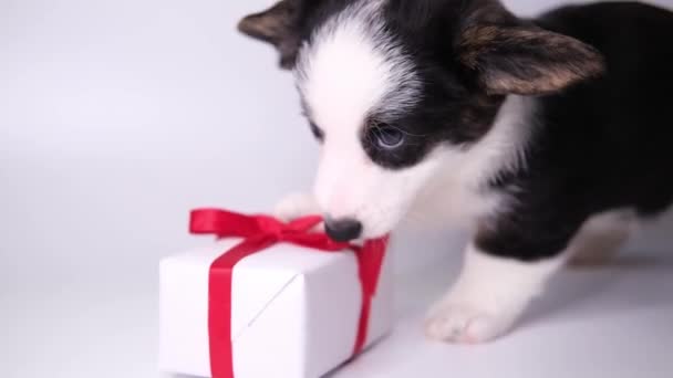 Mały szczeniak walijski kardigan corgi gry z pudełka i rozpakowuje pudełko ciągnąc czerwoną wstążkę na białym tle. Urocza koncepcja domowych słodkich zwierzaków. Walentynki pies — Wideo stockowe