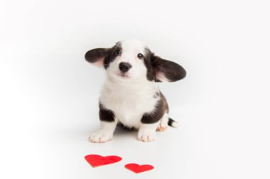 Beyaz arka planda kırmızı kalple oynayan küçük köpek yavrusu corgi hırkası. Sevimli evcil hayvan konsepti. Sevgililer Günü köpeği..