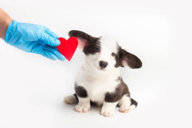 Doktor beyaz arka planda sevimli, küçük bir hırkanın yanında kırmızı bir kalp tutuyor. Köpek kamera veterinerine bakıyor. Hayvan bakımı ve aşk. Boşluğu kopyala.
