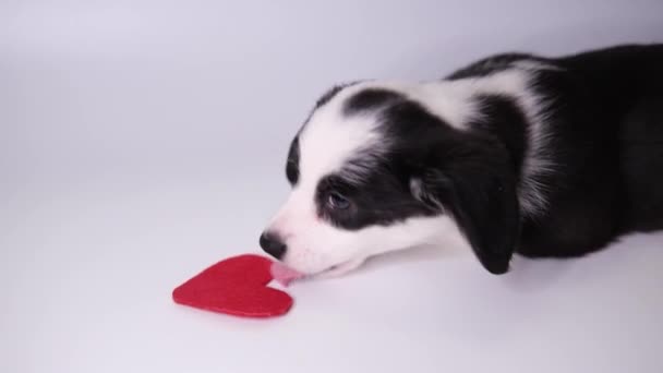 Beyaz arka planda kırmızı kalple oynayan küçük köpek yavrusu corgi hırkası. Sevimli evcil hayvan konsepti. Sevgililer Günü köpeği.. — Stok video