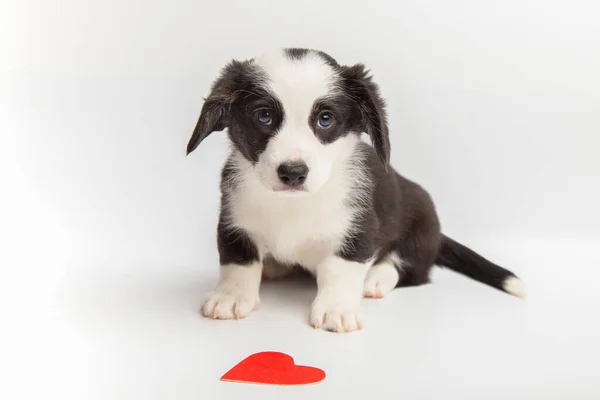 Small puppy welsh corgi cardigan playing with red heart on white background. Adorable domestic cute pets concept. Valentines Day dog. — Stock Photo, Image