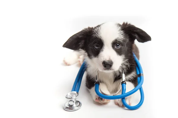 Welsh corgi cardigan dog puppy and stethoscope isolated on white background. A small dog at a veterinarians appointment in a veterinary clinic. Pet health concept. banner — Stock Photo, Image