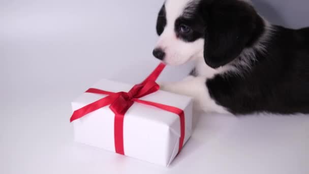 Kleine puppy welsh corgi vest spelen met geschenkdoos en uitgepakt doos door te trekken aan het rode lint op witte achtergrond. Schattige huiselijke schattige huisdieren concept. Valentijnsdag hond — Stockvideo