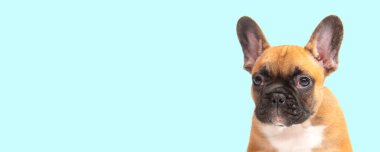 Mavi arka planda sevimli, komik, Fransız buldog yavrusu mesaj ve fotokopi için yeri olan kameraya bakıyor. komik hayvanlar konsepti