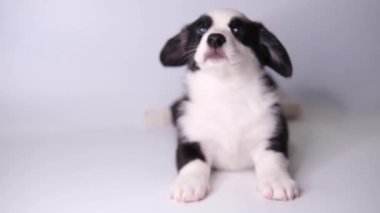 Galli Corgi Cardigan sevimli tüylü köpek yavrusu beyaz arka planda yatıyor. komik hayvanlar.