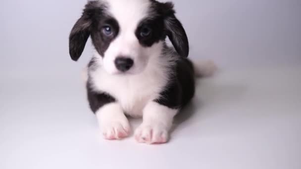 Galli Corgi Cardigan sevimli tüylü köpek yavrusu beyaz arka planda yatıyor. komik hayvanlar. — Stok video