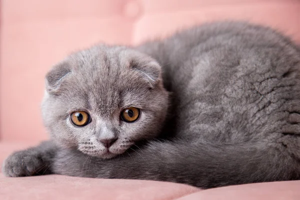 Ritratto di un gatto grigio dai capelli corti britannico seduto su un divano rosa e che guarda la macchina fotografica. gattino con occhi luminosi e capelli soffici a casa. — Foto Stock
