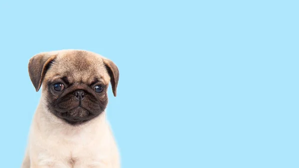 Funny cute little puppy pug on bright blue pastel background. Banner adorable dog making happy face and smiling studio portrait. Purebred Dog Concept — Fotografia de Stock