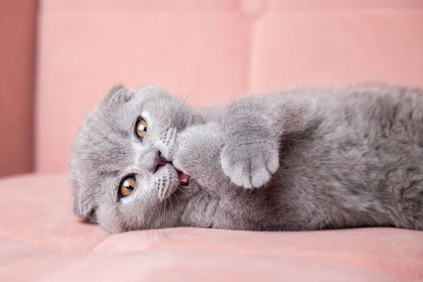 Potret kucing berbulu pendek Inggris telinga abu-abu duduk di sofa merah muda dan melihat kamera. Kucing dengan mata cerah dan rambut halus di rumah. Stok Foto