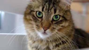 Kızıl kırmızı çizgili tüylü kedi kedi kedi evinde saklandı ve evde kamera ve kedi yalamalarına baktı. Mutlu sevimli hayvan kedi evcil hayvan kavramı. Yavaş çekim