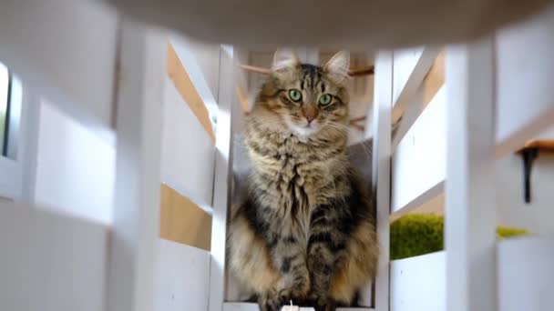 Gember rood gestreepte harige kat verborgen in het kattenhuis en kijken naar de camera thuis. Concept van gelukkige schattige dieren kat huisdieren. Langzame beweging — Stockvideo