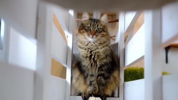 Ingwer rot gestreifte pelzige Katze versteckt im Katzenhaus und schaut in die Kamera zu Hause. Konzept der glücklichen liebenswerten Tiere Katzenhaustiere. Zeitlupe — Stockvideo