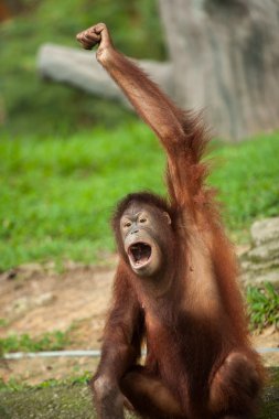 (Bu bir serinin parçası görüntüdür hareketleri yapma orangutan)