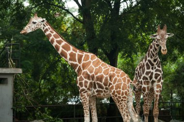 zürafa Malezya Hayvanat Bahçesi