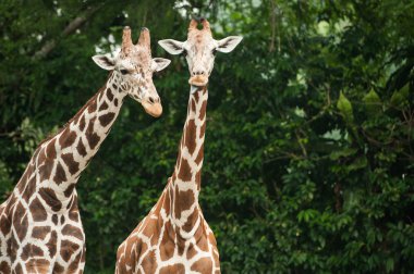 Zürafalar Malezya Hayvanat Bahçesi