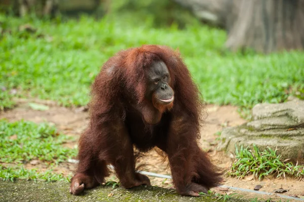 Orangután en un zoológico — Foto de Stock