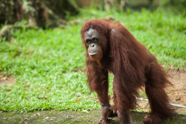 Orangutan in a zoo — Stock Photo, Image