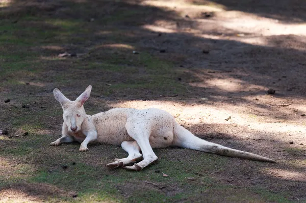 Canguro relajante sobre hierba verde — Foto de Stock