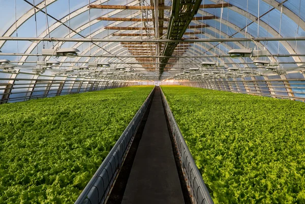 Greenhouse lettuce — Stock Photo, Image