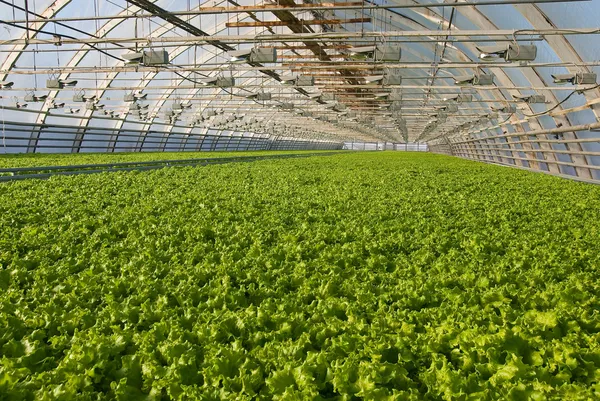 Greenhouse lettuce — Stock Photo, Image