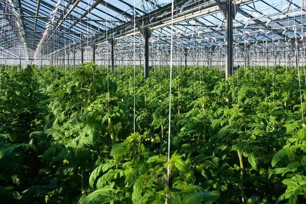 Tomato plants — Stock Photo, Image