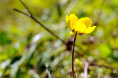 düğün çiçeği çiçek