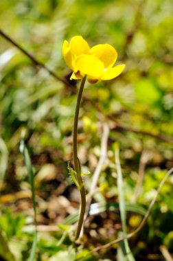 düğün çiçeği çiçek