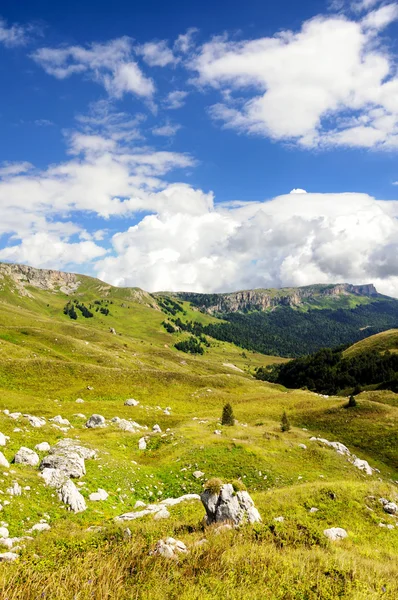 Alpin çayır — Stok fotoğraf