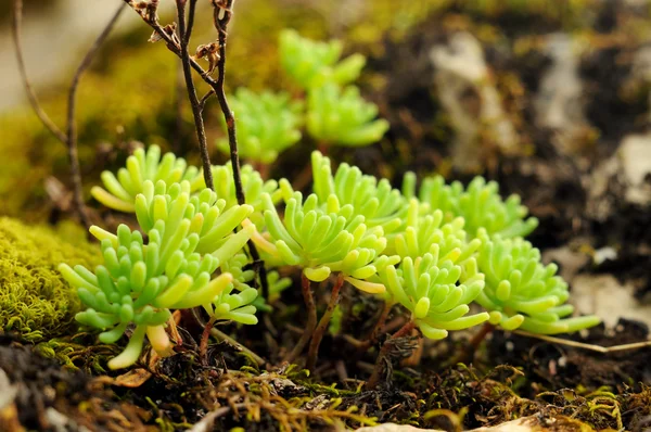 Sedum close up — Stock Photo, Image