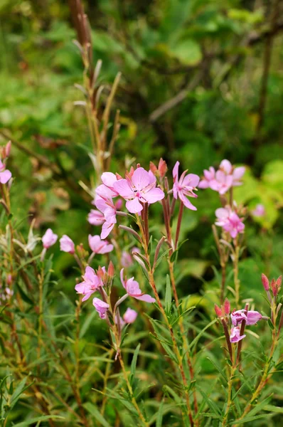 Rosa blommor på alpina ängen — Stockfoto