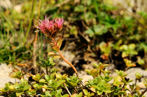 Sedum närbild — Stockfoto