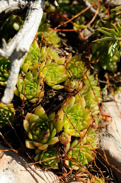 Sempervivum — Stock Photo, Image