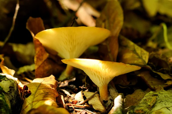 Funghi cantharellus — Foto Stock