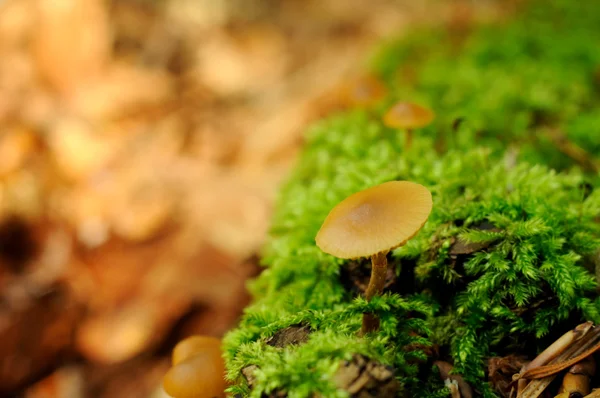 Fungo singolo piccolo — Foto Stock