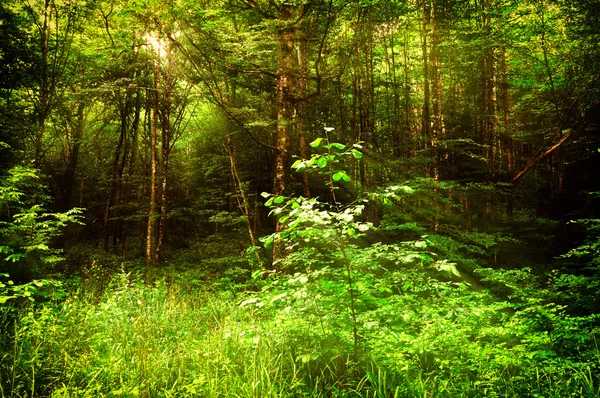 Wood in sun beams — Stock Photo, Image