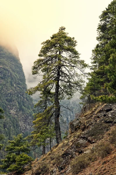 山の斜面にある木は — ストック写真