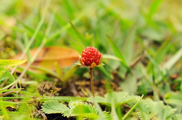 Wild strawberry — Stock Photo, Image
