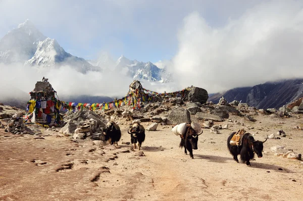 Yaks dans les montagnes du Népal — Photo