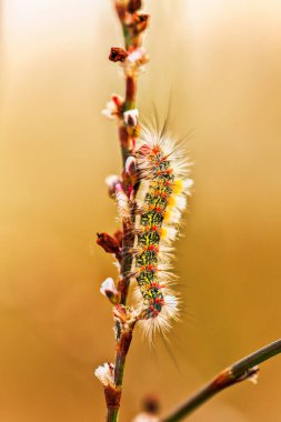 Çiçek arka planında Orgyia dubia tırtılı